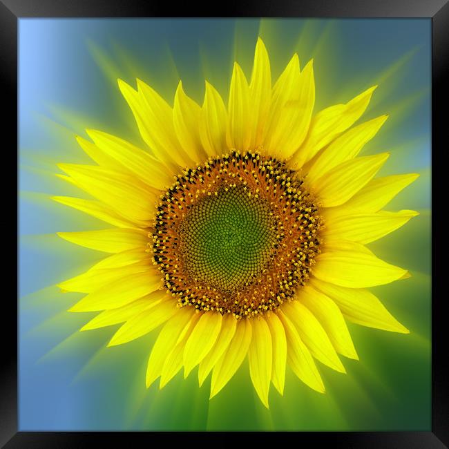 a bright sunflower Framed Print by Marinela Feier