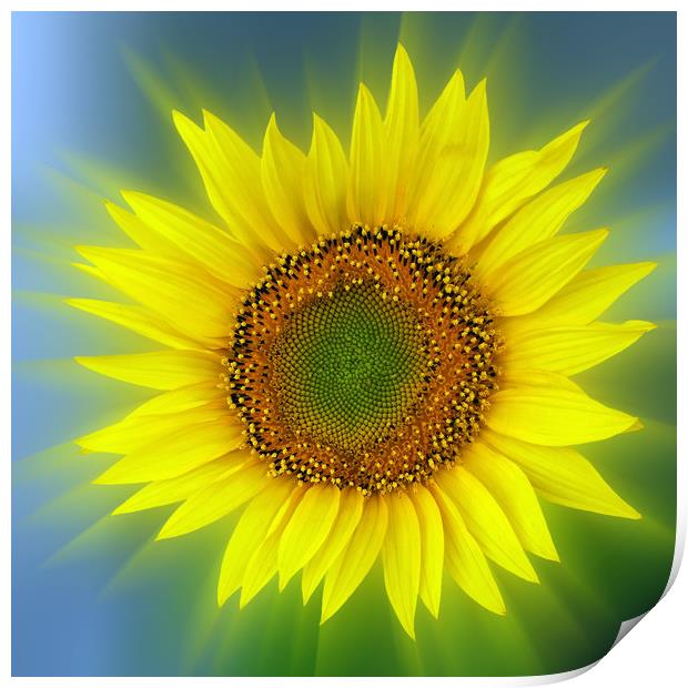a bright sunflower Print by Marinela Feier