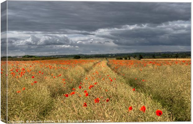 Storm Clouds over Poppies Canvas Print by AMANDA AINSLEY