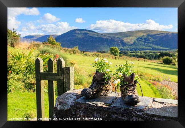 Boots and flowers at Ennerdale in the Lake Distric Framed Print by Hauke Steinberg