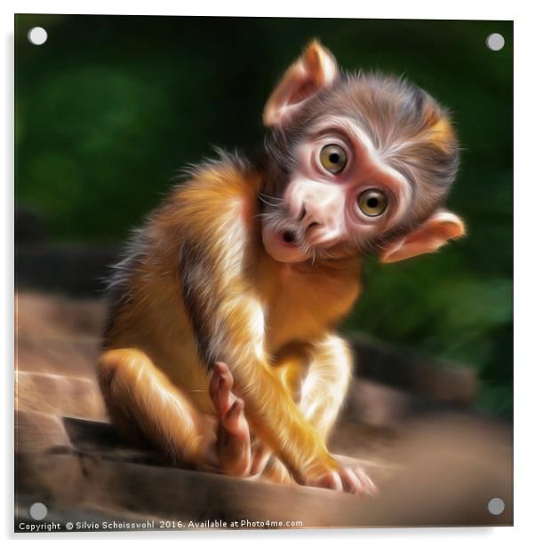 baby monkey Acrylic by Silvio Schoisswohl
