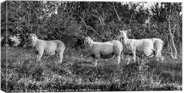 Three sheep roaming on Deacon Hill, Hertfordshire Canvas Print by Gary Norman