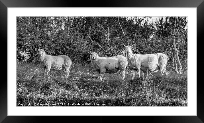 Three sheep roaming on Deacon Hill, Hertfordshire Framed Mounted Print by Gary Norman
