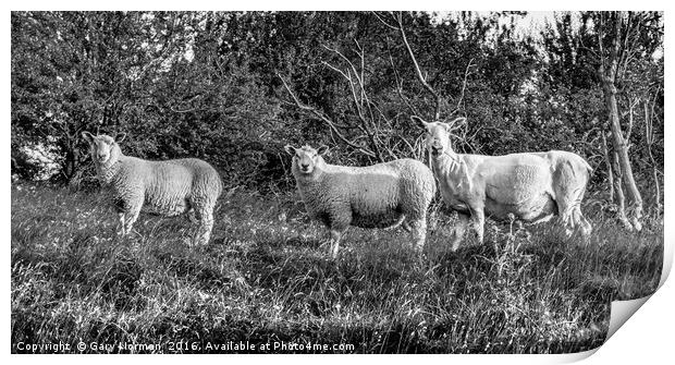 Three sheep roaming on Deacon Hill, Hertfordshire Print by Gary Norman