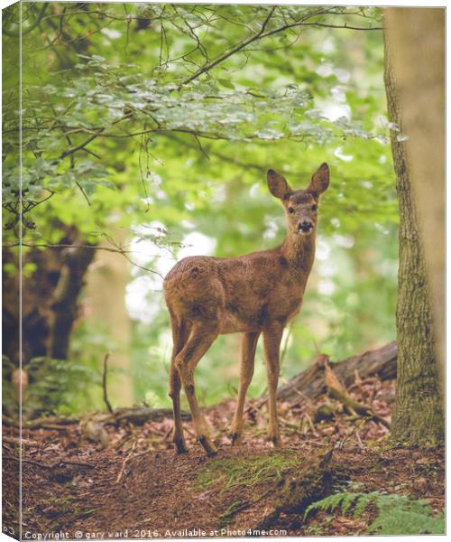 Roe deer in the woods Canvas Print by gary ward