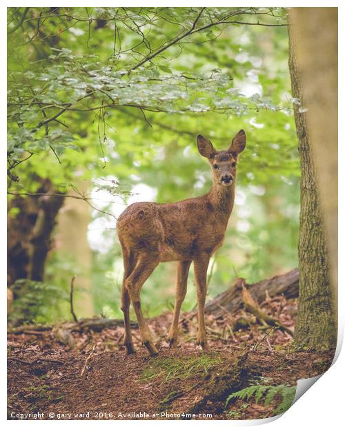 Roe deer in the woods Print by gary ward