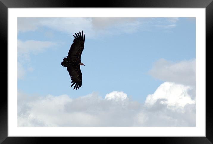 Hooded Vulture in flight Framed Mounted Print by Chris Day