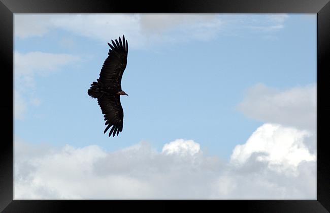 Hooded Vulture in flight Framed Print by Chris Day