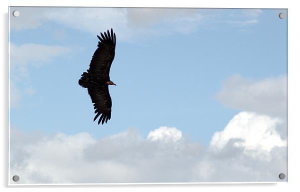 Hooded Vulture in flight Acrylic by Chris Day