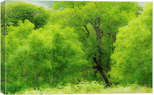 Beautiful Green Ash Trees at Cwmparc Rhondda Wales Canvas Print by Nick Jenkins