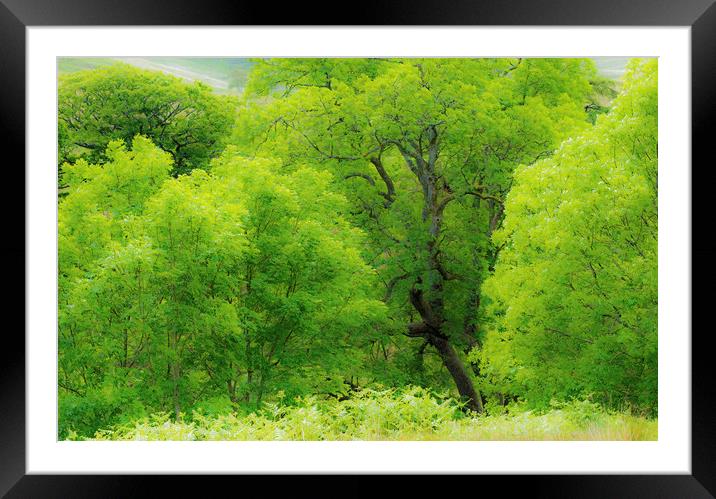 Beautiful Green Ash Trees at Cwmparc Rhondda Wales Framed Mounted Print by Nick Jenkins