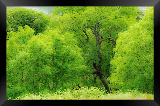 Beautiful Green Ash Trees at Cwmparc Rhondda Wales Framed Print by Nick Jenkins