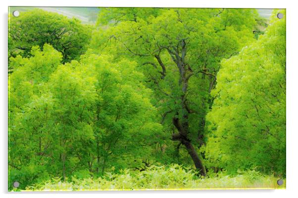 Beautiful Green Ash Trees at Cwmparc Rhondda Wales Acrylic by Nick Jenkins