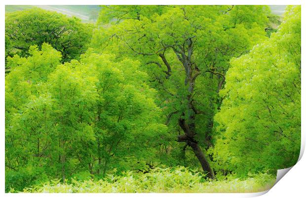 Beautiful Green Ash Trees at Cwmparc Rhondda Wales Print by Nick Jenkins