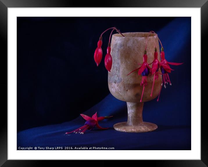 Fuchsia Buds and Blooms in Alabaster Cup Framed Mounted Print by Tony Sharp LRPS CPAGB