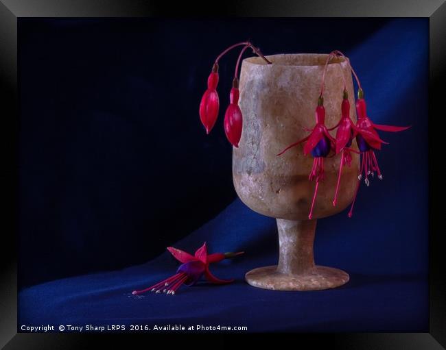 Fuchsia Buds and Blooms in Alabaster Cup Framed Print by Tony Sharp LRPS CPAGB