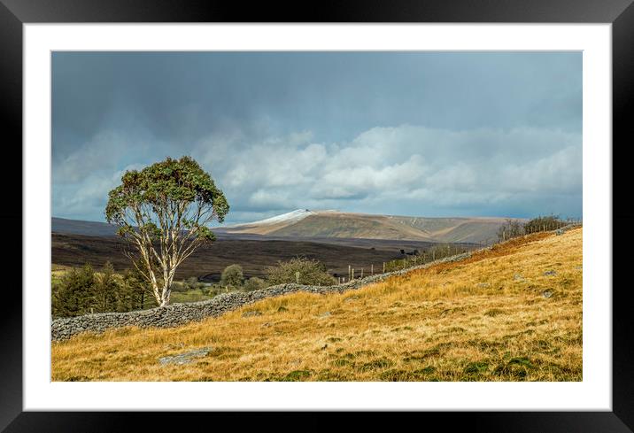The Famous Brecon Beacons Eucalyptus Tree South Wa Framed Mounted Print by Nick Jenkins