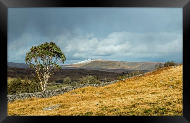 The Famous Brecon Beacons Eucalyptus Tree South Wa Framed Print by Nick Jenkins