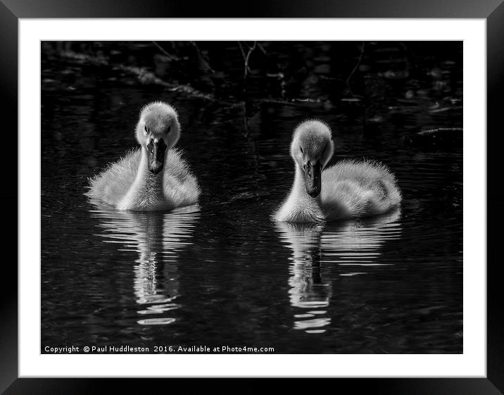 Two Cygnets Framed Mounted Print by Paul Huddleston