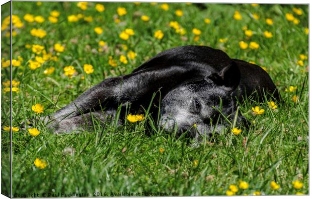 Staffy in buttercups Canvas Print by Paul Huddleston
