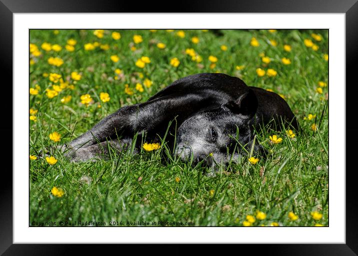 Staffy in buttercups Framed Mounted Print by Paul Huddleston