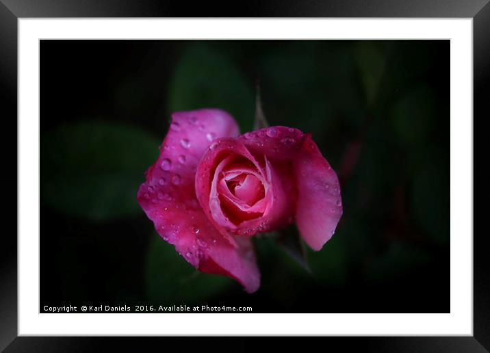 Pink Rose Framed Mounted Print by Karl Daniels