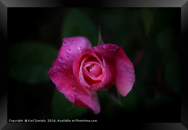 Pink Rose Framed Print by Karl Daniels
