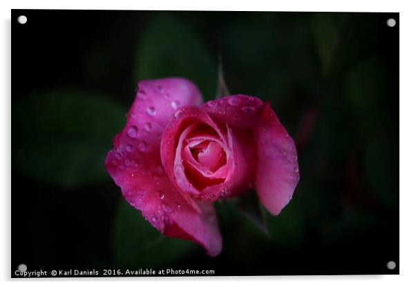 Pink Rose Acrylic by Karl Daniels
