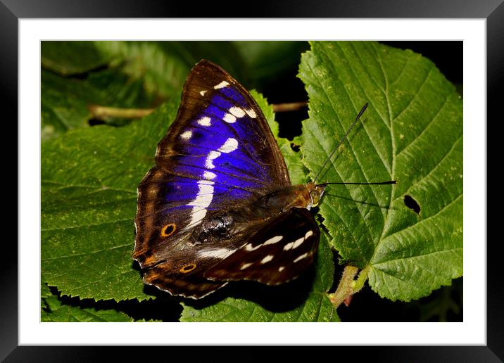 Purple Emperor  Framed Mounted Print by JC studios LRPS ARPS