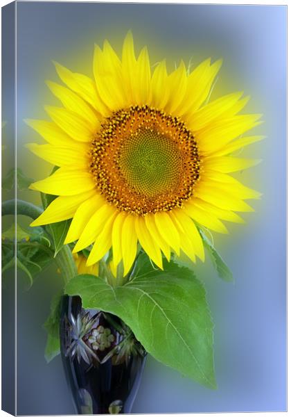 glowing sunflower Canvas Print by Marinela Feier