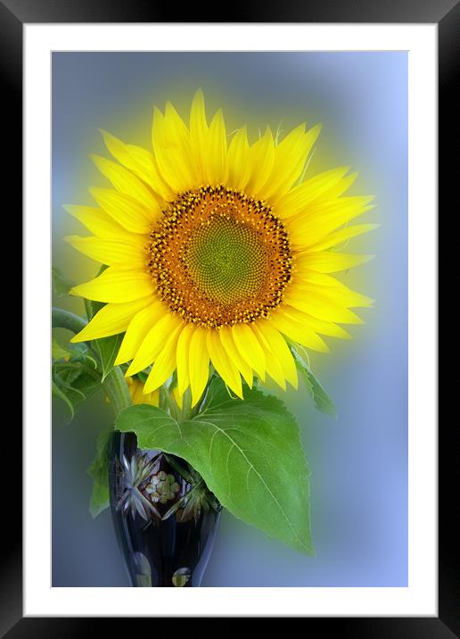 glowing sunflower Framed Mounted Print by Marinela Feier