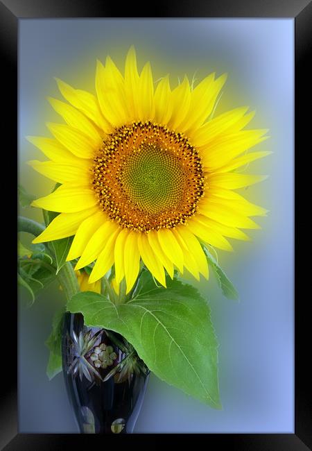 glowing sunflower Framed Print by Marinela Feier