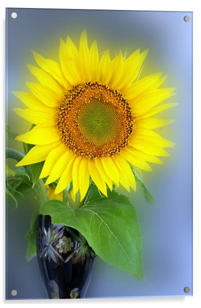 glowing sunflower Acrylic by Marinela Feier