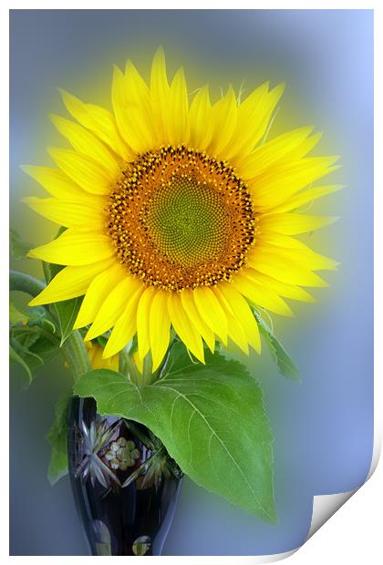 glowing sunflower Print by Marinela Feier
