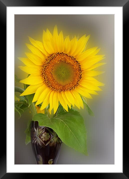 a glowing sunflower Framed Mounted Print by Marinela Feier