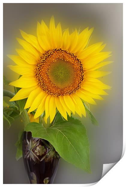 a glowing sunflower Print by Marinela Feier