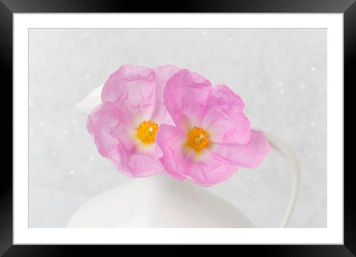 Soft Blooms Framed Mounted Print by David Hare
