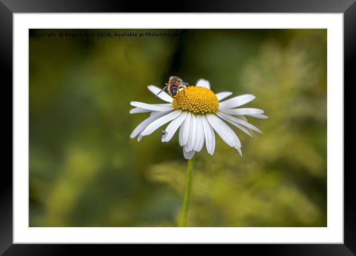 Daisy Framed Mounted Print by Angela Aird