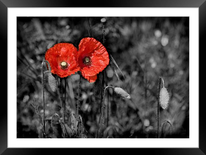 POPPY Framed Mounted Print by Anthony R Dudley (LRPS)