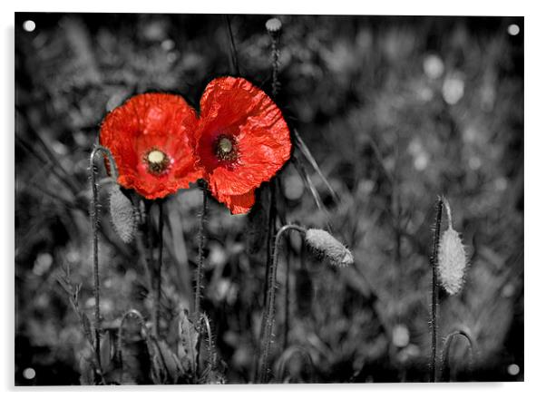 POPPY Acrylic by Anthony R Dudley (LRPS)