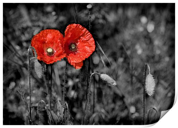 POPPY Print by Anthony R Dudley (LRPS)