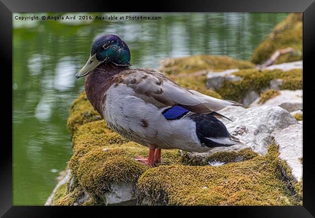 Mallard Framed Print by Angela Aird