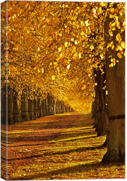 Autumn Walk Canvas Print by kevin marston