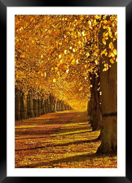 Autumn Walk Framed Mounted Print by kevin marston