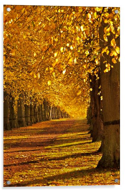 Autumn Walk Acrylic by kevin marston