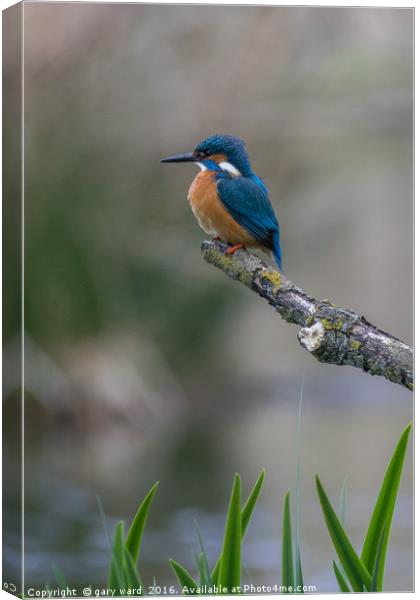 Kingfisher Ready to go! Canvas Print by gary ward