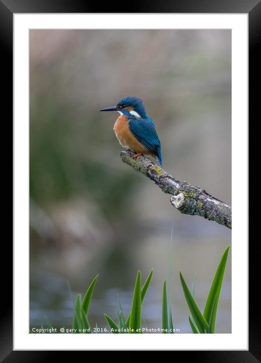 Kingfisher Ready to go! Framed Mounted Print by gary ward