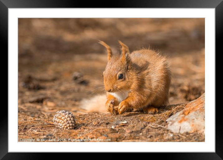 Red Squirrel  Framed Mounted Print by gary ward