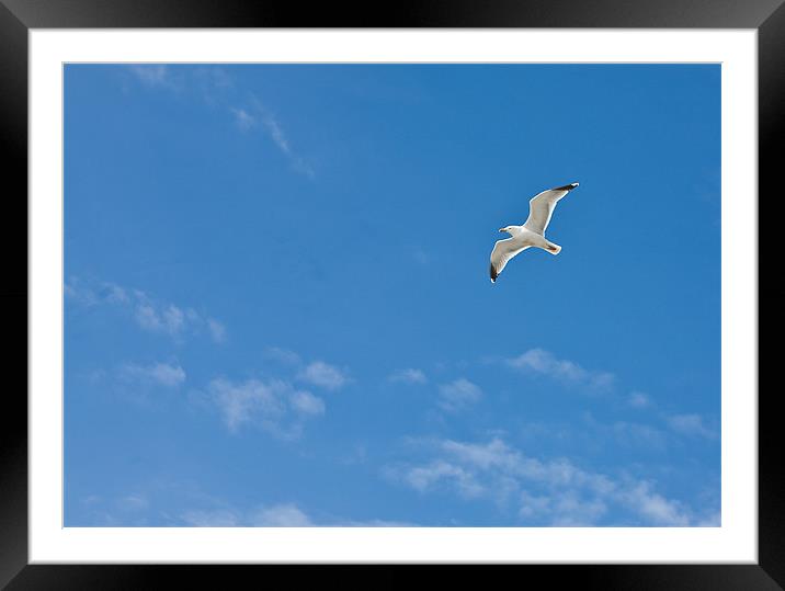 Seagull flying against blue sky Framed Mounted Print by Tara Taylor