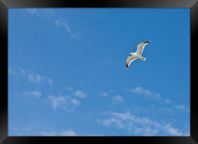 Seagull flying against blue sky Framed Print by Tara Taylor